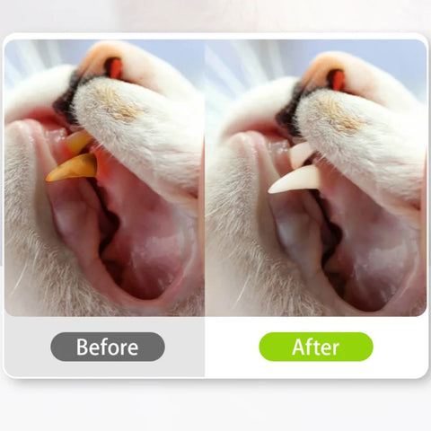 Silvervine dental chew with gall fruit